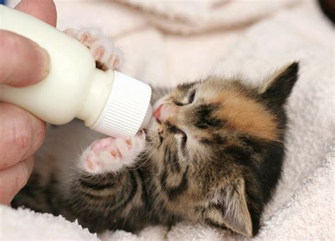küçük yavru kedi nasıl beslenir